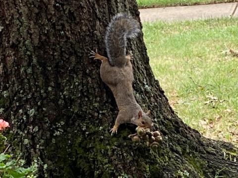 Squirrel