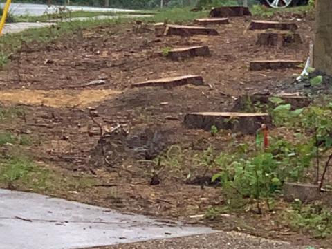 Stumps at Birminigham